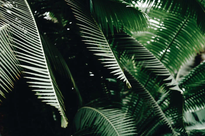 Dunkelgrüne Palmenblätter